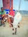 ইন্ডিয়ান তুতাপুরি জাতের ছাগল